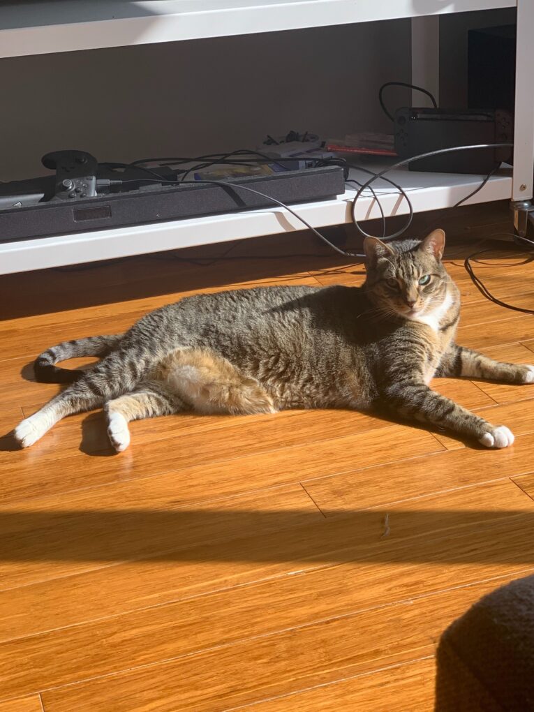 A tabby cat lies stretched out on a wooden floor in the sunlight beneath a shelf with various electronic devices.