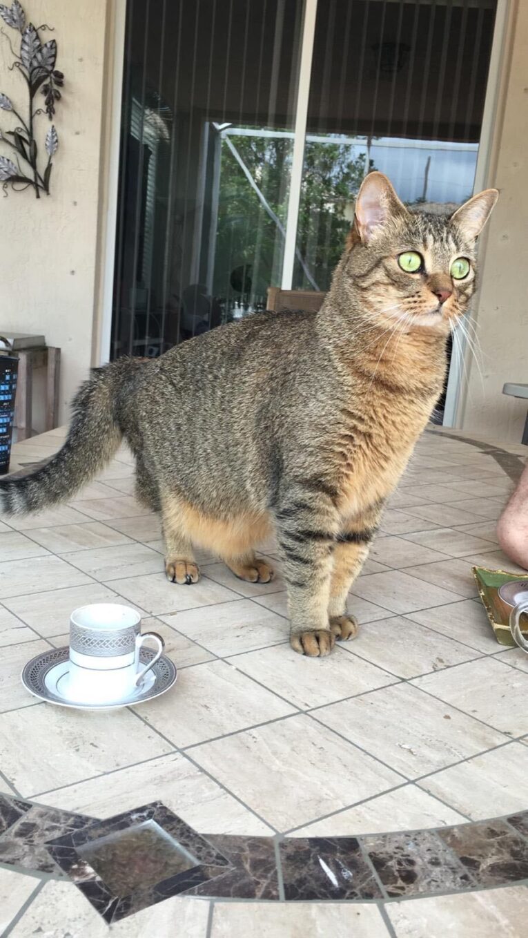 cat