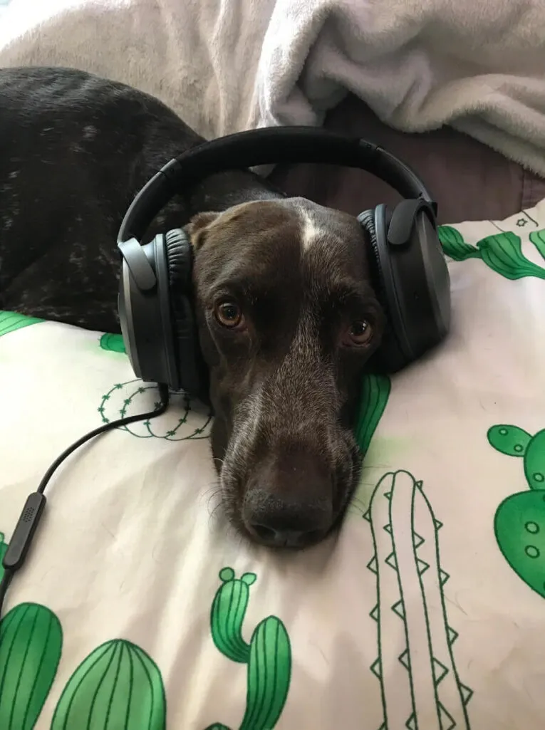 A dog with a black coat and white markings lies on a cactus-patterned pillow wearing black headphones.